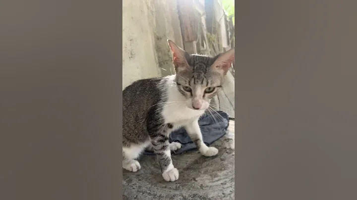 Video 9859471: cat cute funny pet, cute pets explore