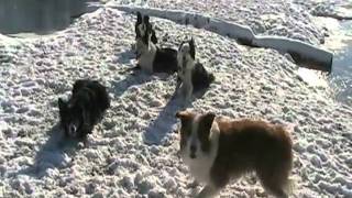 Border Collie Snow Fiesta