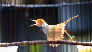 Suara Pikat Dan Masteran Prenjak Kepala Merah Gacor sekali