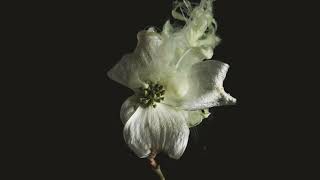 Download Lagu Nadhif - Bertahan (Audio Only) MP3