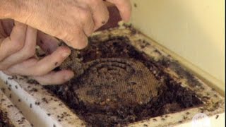 Stingless bees (2002)