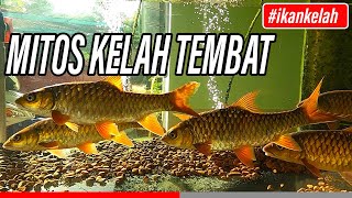 Ikan Kelah Merah Sungai TEMBAT Malaysia spesis Empurau ikan kelah merah terbaik dan termahal didunia