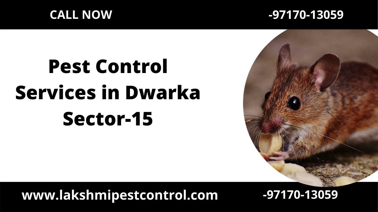 Pest Control Services in Dwarka Sector15, 9313239313 YouTube