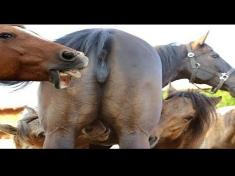 Horse Dick Close Up