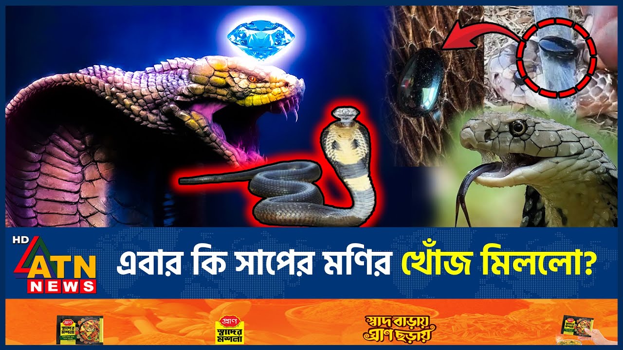 নাগমণি আর গুপ্তধনের সন্ধান মিলবে কীভাবে? বিজ্ঞানীদের উত্তর | Treasury | Nagmani | Snake | ATN News