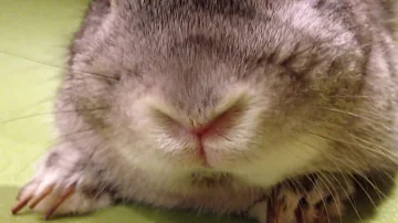 ひくひく