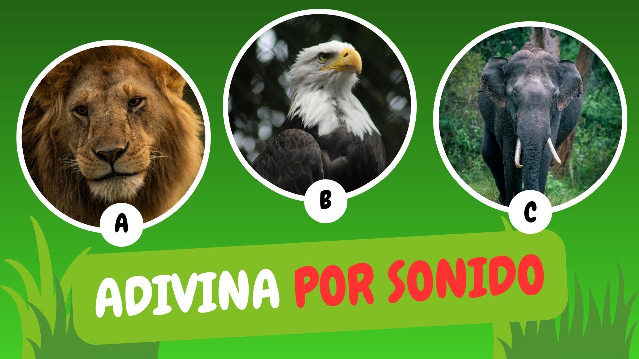 Adivina el Animal por su Sonido - Reto de Animales - YouTube