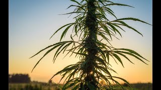 Cannabis News - Lawmakers are Experts on Very Little | Ep. 329 | 02-07-2019