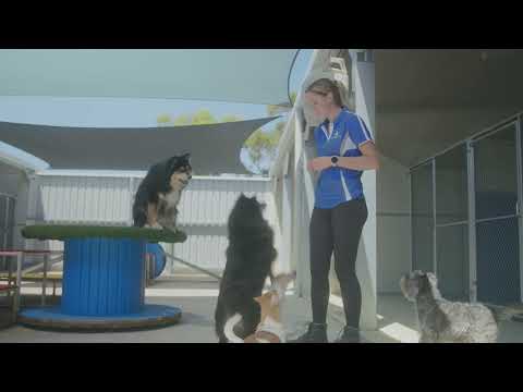 Baldivis Boarding Kennels & Cattery - 