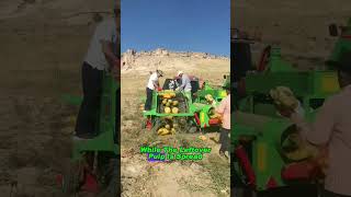 You Won’t Believe How Fast Pumpkin Seeds Are Collected! #PumpkinHarvest #FarmTech