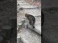 キジトラ猫が一緒にベンチに行きたくて一生懸命話しかけてくれた #Shorts