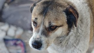 Յուրքանչյուր Կենդանի, Իր Գնալով Հոգուցս Մի Կտոր Է Տանում Անվերադարձ