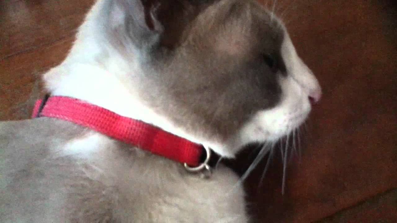 My cat in my room YouTube
