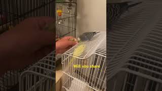 Sea and sun are bfs budgies bird parakeet cutebird fun funny budgie parrot animal cute