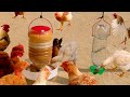 Como hacer bebedero y comedero para gallos gallinas pollos