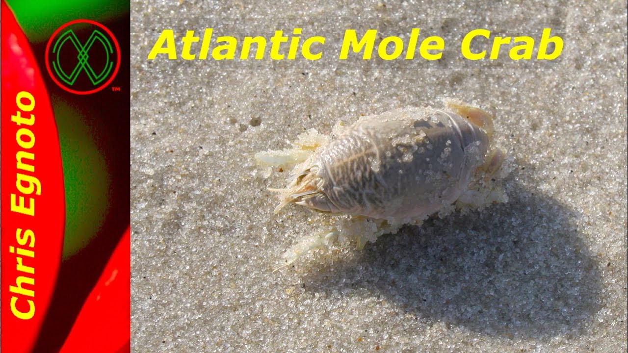 Mole crabs - Keep watching to see their eggs and see them swim