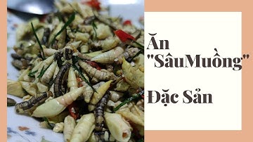 Nhộng "Sâu Muồng" Đặc Sản Tây Nguyên | Chỉ Có 1 Mùa