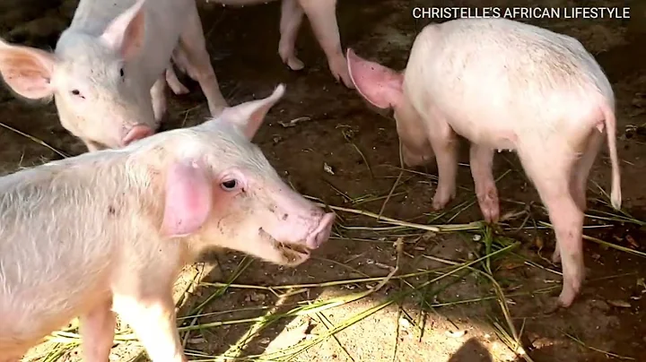 PIG FARMING IN GHANA 🇬🇭. WATCH THIS BEFORE STARTING A PIG FARM.