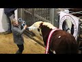 Hereford Show & Sale Oct 2018