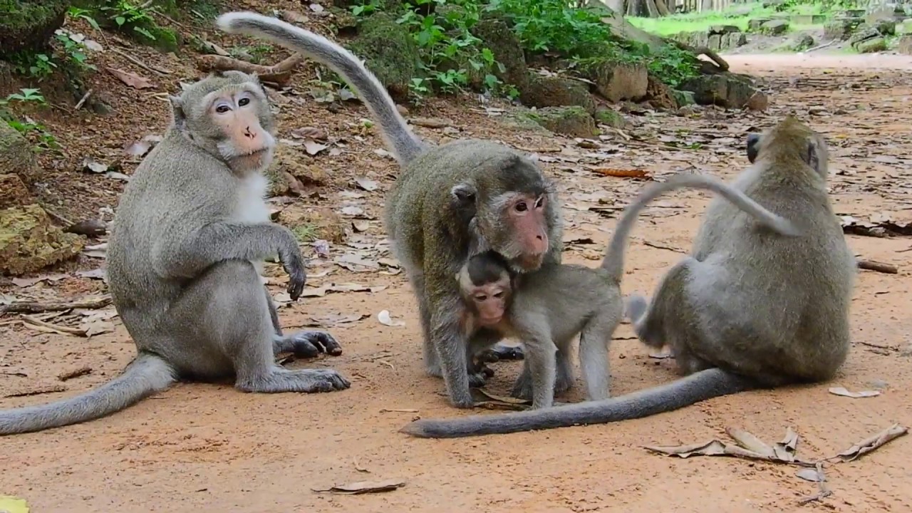 Merry and Maci escape from King Skippy by..