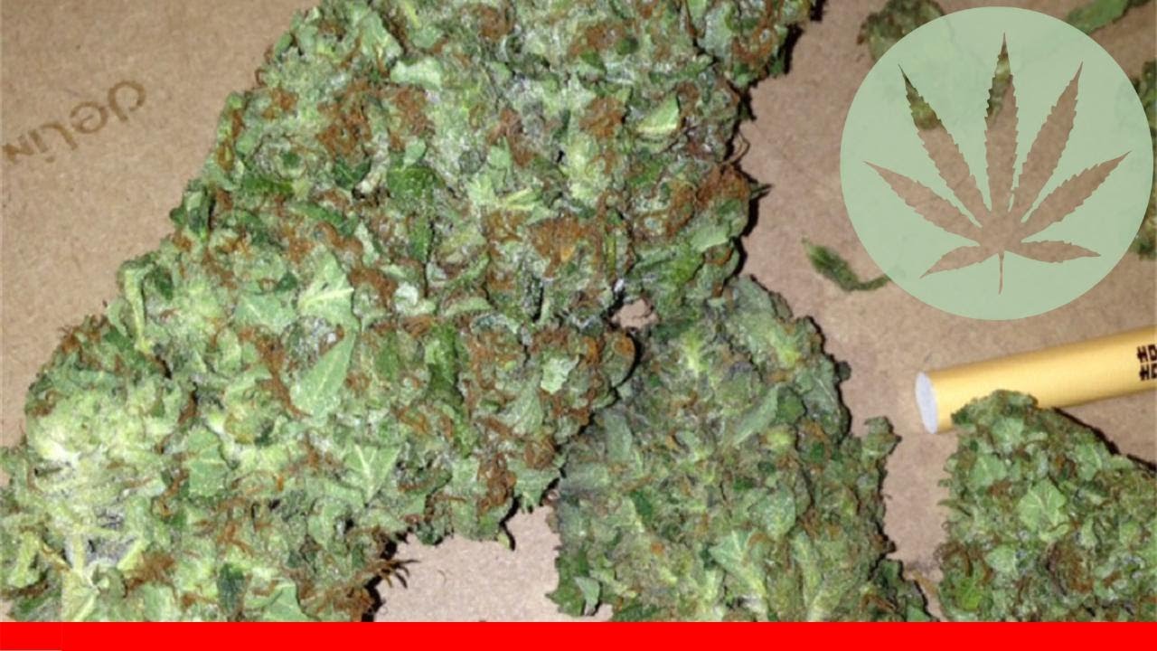 China Yunnan - All About This Strain