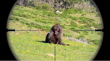 Top 20 Baboons Ethical Hunting In 2 Minutes || Baboons Ethical Hunting Compilation Video