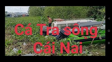 Câu cá tra tự nhiên mồi cốt chuối | River fishing | Thính lang thang