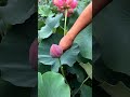 Beautiful Lotus Flowers #satisfying #short