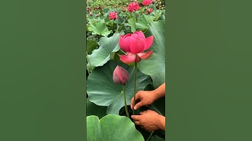 Thumbnail of Beautiful Lotus Flowers #satisfying #short