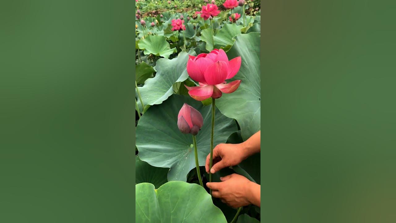 Beautiful Lotus Flowers #satisfying #short