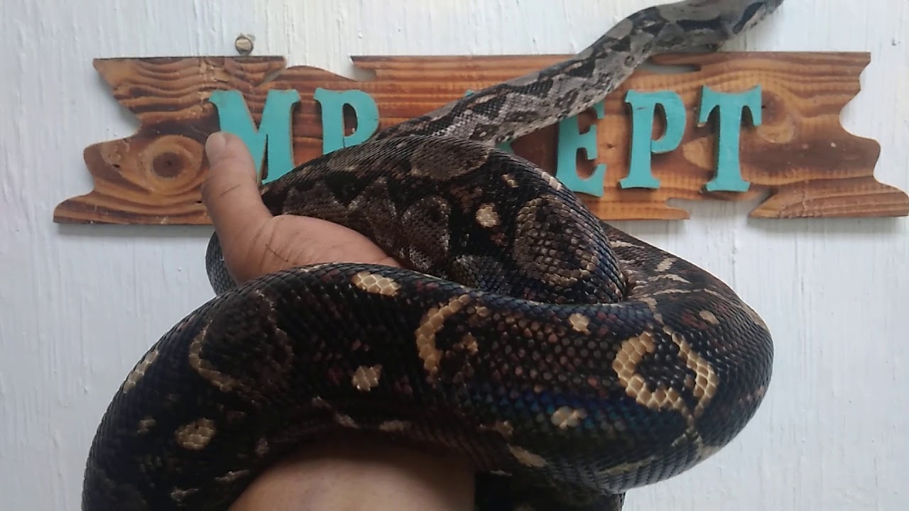 camera iphone 8 plus apk Boa Constrictor