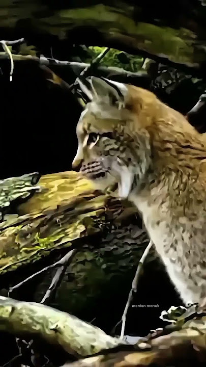 Drama Kucing vs Tikus yang Nggak Ada Habisnya 😂😂