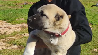 Yavru Köpek Köy eğitimi by AKIN TULUBAS 2,202 views 4 months ago 1 minute, 39 seconds