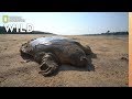 Rare Giant Soft-Shell Turtle Released Into the Wild | Nat Geo Wild