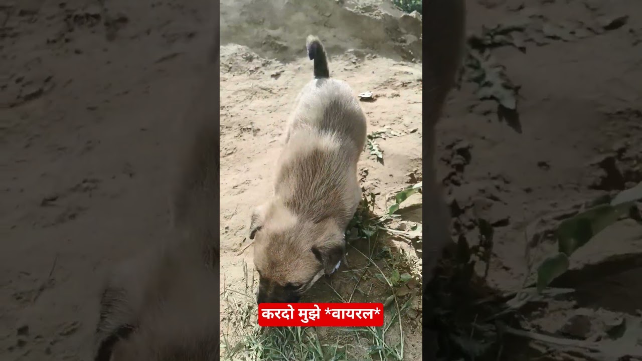 करदो मुझे 