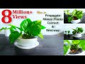 How to Propagate Money Plants Correct & Best way//GREEN PLANTS