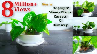 How to Propagate Money Plants Correct & Best way//GREEN PLANTS