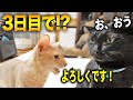 【感動】元野良猫が優し過ぎて、新入り猫が3日で慣れました。