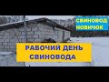 Рабочий день свиновода новичка. Сливаем ванну для сбора фекалий. Откорм свиней. Свиноводство.