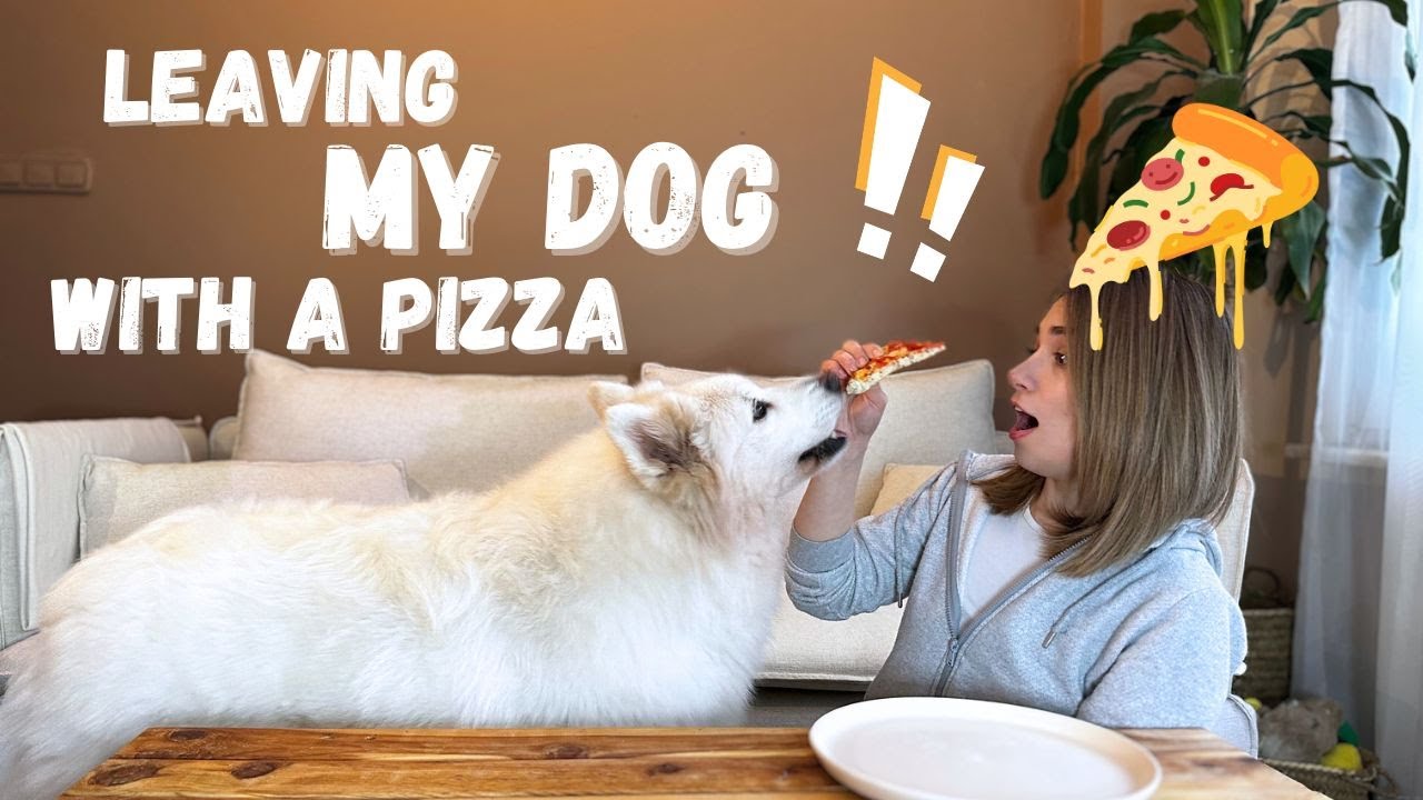 Leaving My Dog Alone with a Tasty Challenge: Dog vs. Pizza