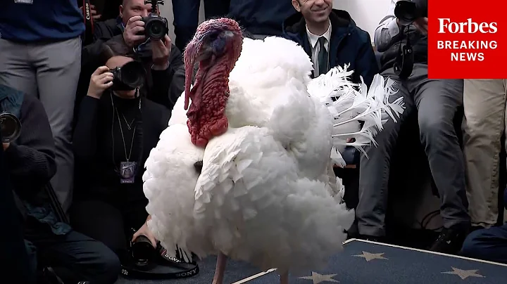 Pardoned Thanksgiving Turkey Waddle's Reaction To Reporter's Question Makes Entire Press Room Laugh