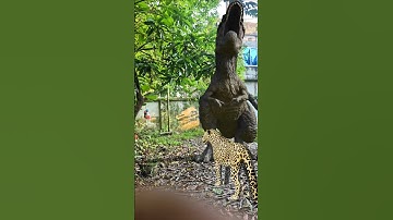t rex Chase big dinosaurs jurassic world #shorts #dinosaur #leopard #vfx #video