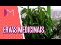 Ervas Medicinais para Alívio das Dores - Mulheres (14/05/18)