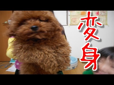 トイプードル ペコ君 初トリミングに行く Youtube