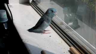 Parrotlet Singing