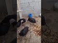 ماذا أطعم الديك الرومي في أسبوع أفضل تغذية لديك رومي صحي Healty Turkey Poultry In 7 Days