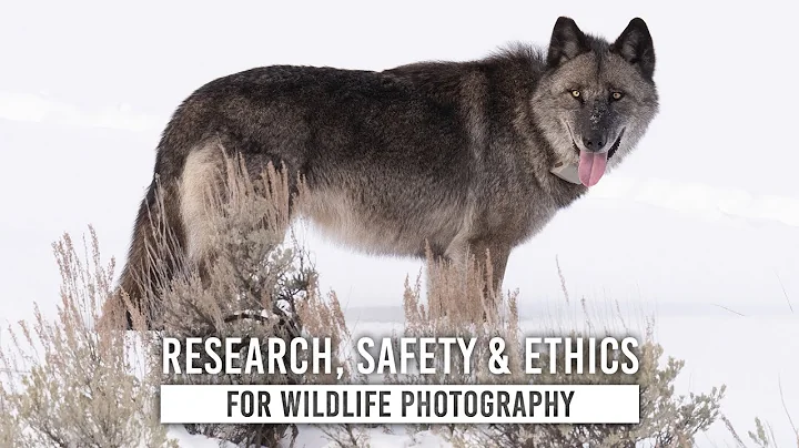 How to Research Wildlife & Stay Safe with Kristi Odom