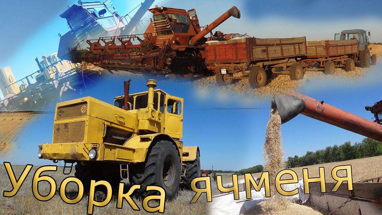 Нива уборка видео