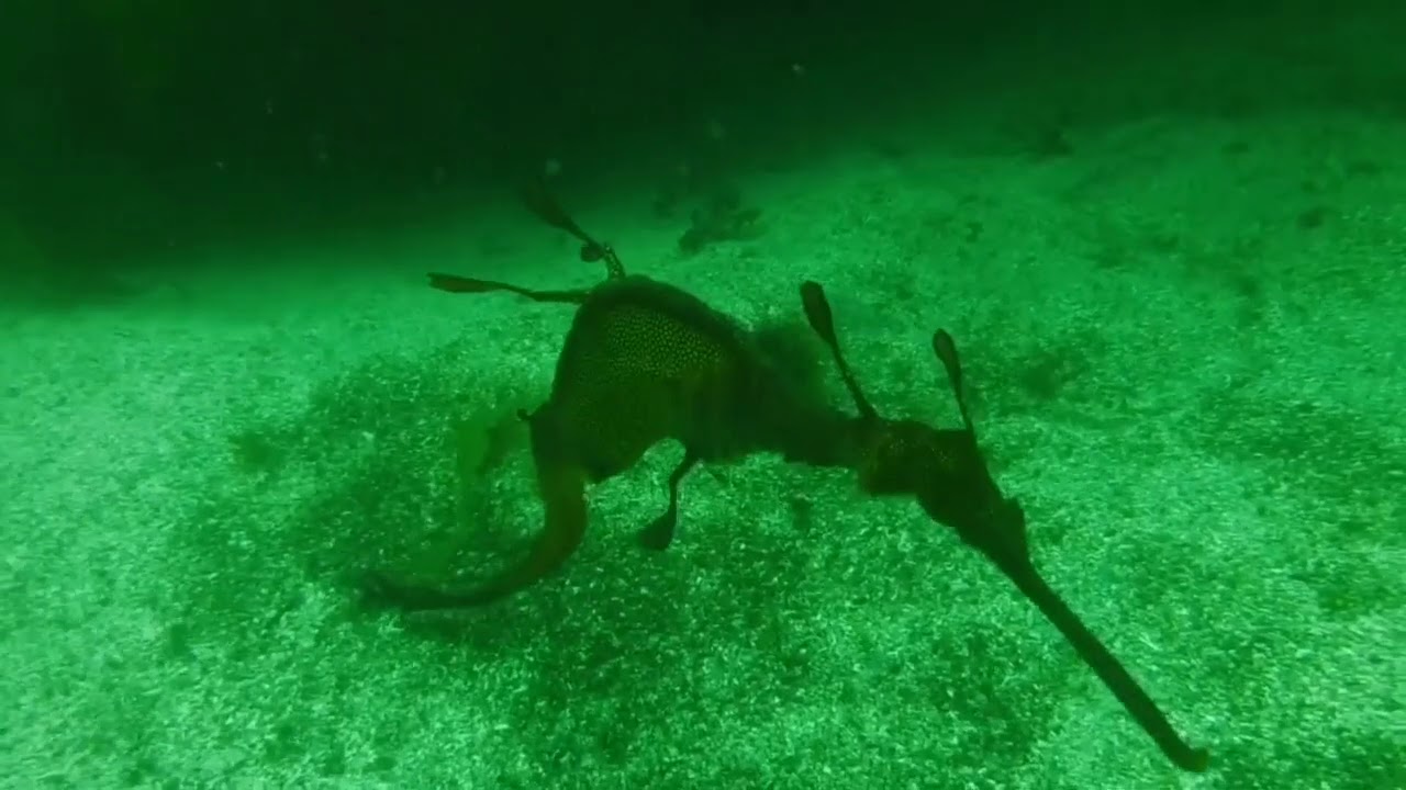 The Steps - Sydney Dive Site
