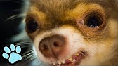 100 Funny Chihuahua Videos Try Not To Laugh Challenge That Pet Life Youtube